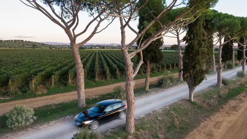 Car driving along a tree-lined country road past vineyards